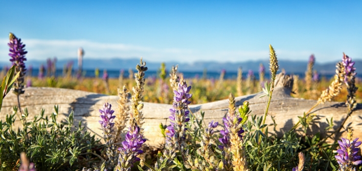 Lupine with Lake Tahoe and Sierras in background